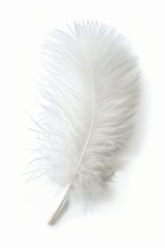 fluffy white feather highlighted on a white isolated background.