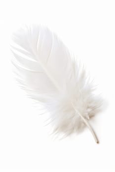 fluffy white feather highlighted on a white isolated background.