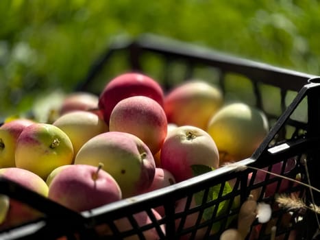 Fresh harvested apples in plastic crate on sunny day.