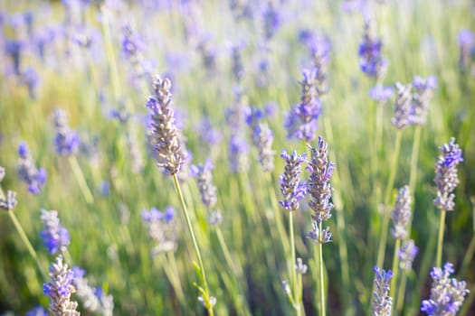 A happy young Caucasian woman wearing sunglasses stands in a vibrant lavender field, posing for the camera, capturing a moment of carefree joy at the beauty of nature.