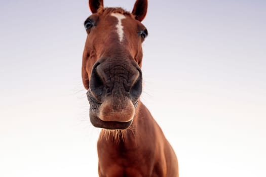 close up portrait of an adorable horse with brown fur looking at camera against clear sky on sunny day, concept of nature and animals, copyspace for text