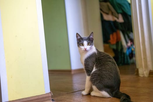 A tabby cat with white markings sits in a hallway, looking directly at the camera.