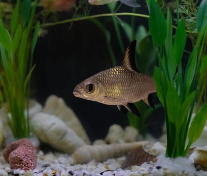 Vibrant fish tank filled with colorful fish and lush plants