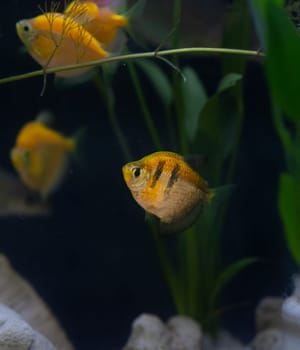 Vibrant fish tank filled with colorful fish and lush plants
