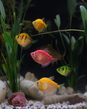 Vibrant fish tank filled with colorful fish and lush plants