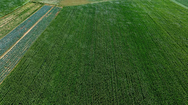 A wide agricultural area features neatly aligned rows of vibrant green crops stretching out under the clear blue sky. The lush landscape is set in a peaceful rural environment.