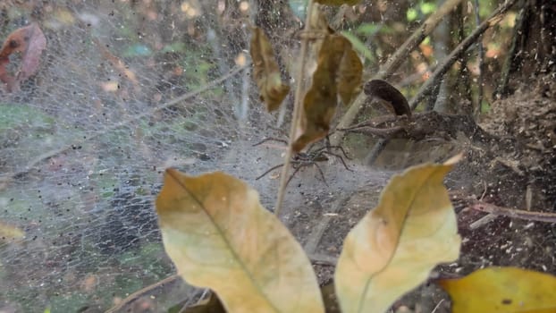 A spider in an autumn forest, caught on video, retreats into its silk tunnel for safety as it rains.