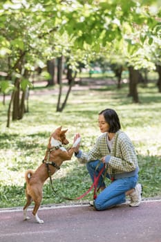 African dog sabbenji high fives the owner on a walk in the park