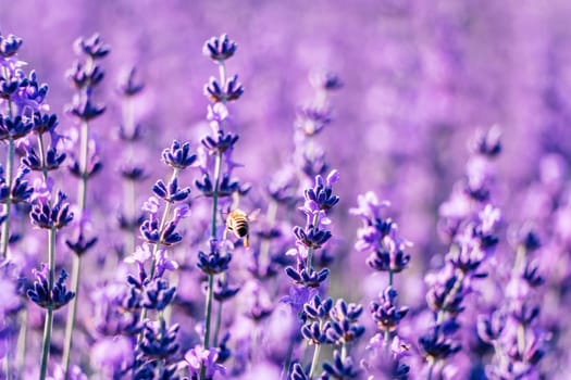 Lavender flower blooming scented fields in endless rows. Selective focus on Bushes of lavender purple aromatic flowers at lavender field. Abstract blur for background.