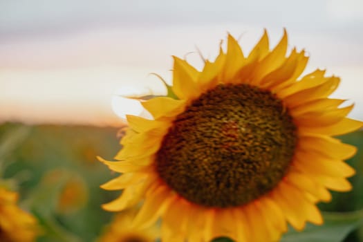 Close-up of a sunflower growing in a field of sunflowers during a nice sunny summer day with some clouds. Helianthus