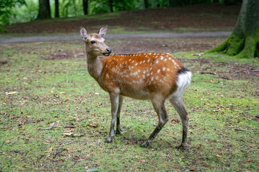 young deer in autumn forest, vejle Dyrehaven, Denmark