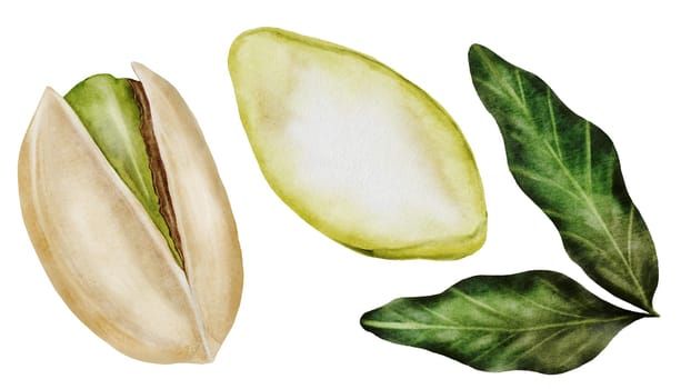 Pistachio watercolor set. Hand drawn bundle nut with shell and leaves isolated on white background. Realistic snack clip art. Ideal for logo, product packaging, banner. High quality photo