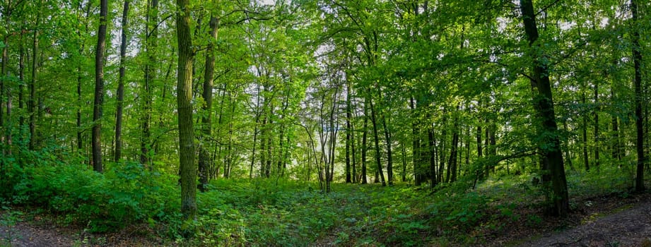 HDR panorama of the forest. Beautiful green nature shot. Concept for environment and ecology.