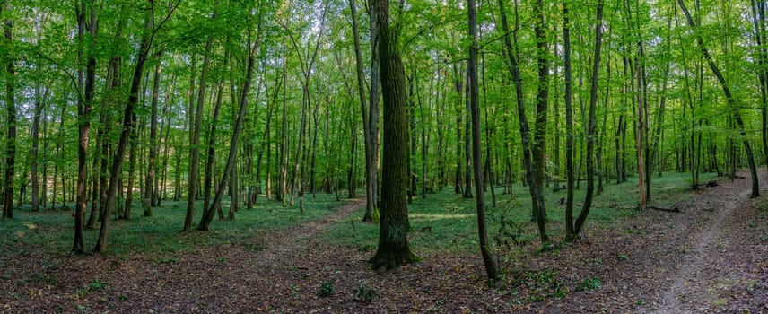 HDR panorama of the forest. Beautiful green nature shot. Concept for environment and ecology.
