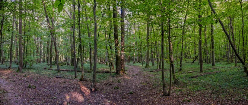 HDR panorama of the forest. Beautiful green nature shot. Concept for environment and ecology.