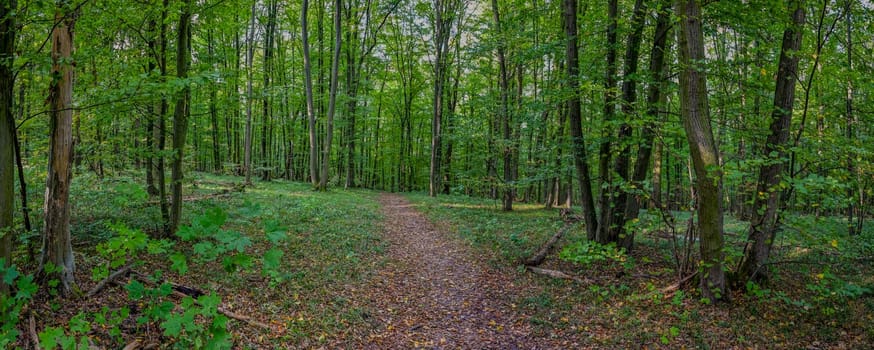 HDR panorama of the forest. Beautiful green nature shot. Concept for environment and ecology.