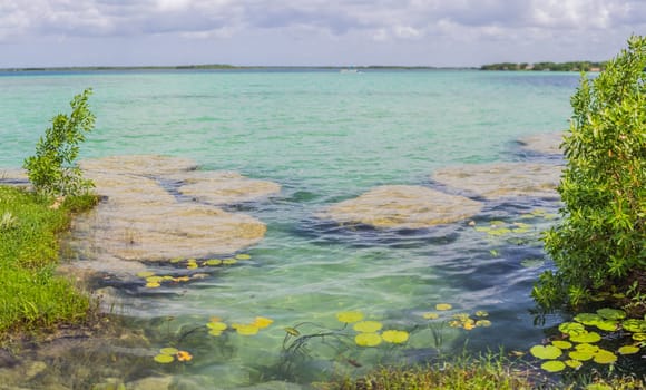 Stromatolites in the crystal-clear waters of Bacalar Lake, Mexico. Ancient natural formations in a stunning tropical setting. Nature, geology, and travel concept.