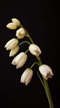 White lily of the valley on a dark background, isolated bloom. Nature and elegance concept.