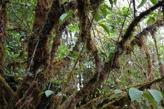 Tropical forest,The forests are abundant, Many kinds of trees in Kew Mae Pan Nature Trail, Doi Inthanon National Park, the highest point in Thailand