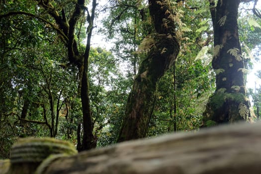 Tropical forest,The forests are abundant, Many kinds of trees in Kew Mae Pan Nature Trail, Doi Inthanon National Park, the highest point in Thailand