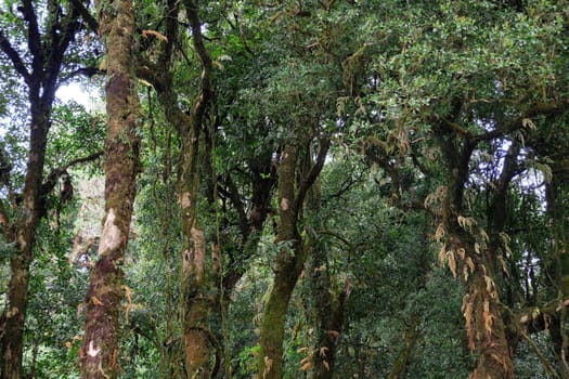 Tropical forest,The forests are abundant, Many kinds of trees in Kew Mae Pan Nature Trail, Doi Inthanon National Park, the highest point in Thailand