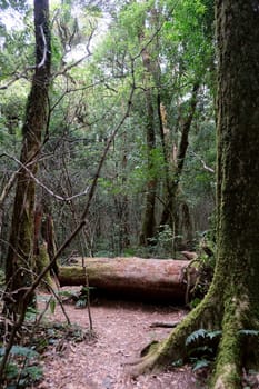 Tropical forest,The forests are abundant, Many kinds of trees in Kew Mae Pan Nature Trail, Doi Inthanon National Park, the highest point in Thailand