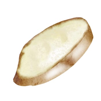 Ginger slice watercolor. Hand drawn realistic ginger root. Clip art botanical illustration. Ideal for spice logo, cookbooks and natural cosmetics. High quality photo