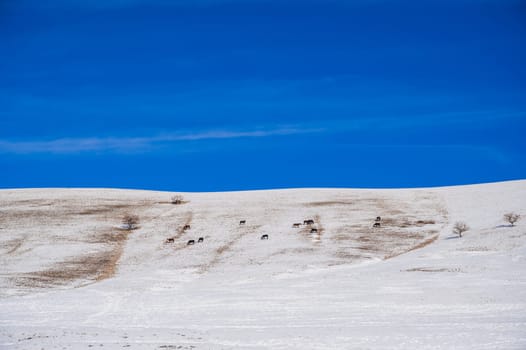 Winter landscape with a herd of horses grazing on snowy slopes in the steppes of Kazakhstan