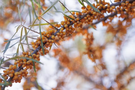 A close-up of a sea buckthorn branch laden with bright yellow berries, showing their round shape and clusters. The background is slightly blurred, healthy berries with vitamins