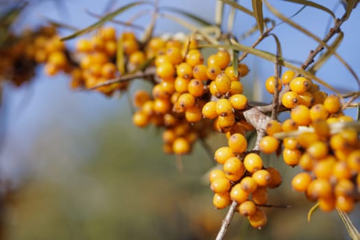 A close-up of a sea buckthorn branch laden with bright yellow berries, showing their round shape and clusters. The background is slightly blurred, healthy berries with vitamins