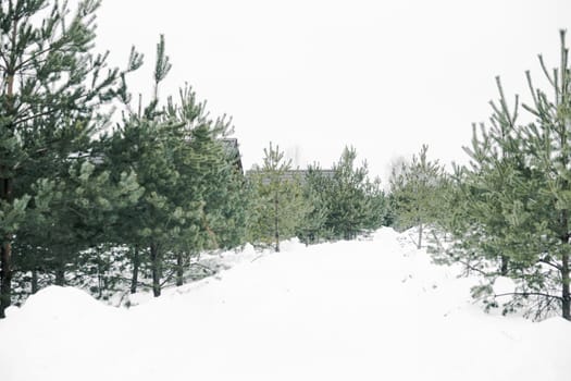 A country house in nature in winter. Rest in an ecologically clean place in winter. Glamping in nature