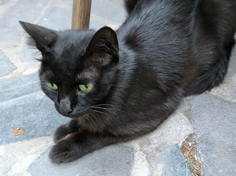 black cat lying down, animal pet, domestic animals, nature. High quality photo