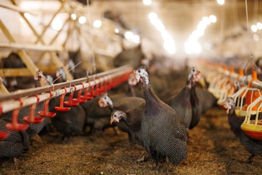 A group of guinea fowls on a poultry farm pecking at a feeder. Growing guinea fowls on a poultry farm, egg production