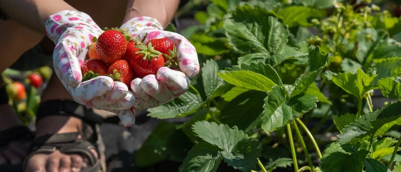 Female hands in gloves hold a handful of juicy ripe red strawberries, the girl harvests berries in her garden.