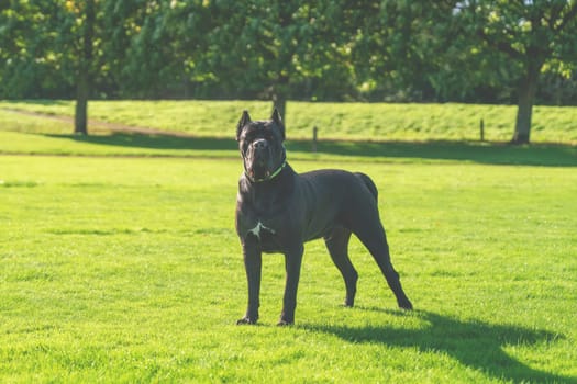Big black dog cane corso in harness out for a walk walking on the grass in sunny summer day