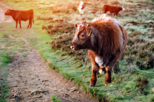 Freerange cow in a pasture grazing on green meadow in The National Park Peak District in England