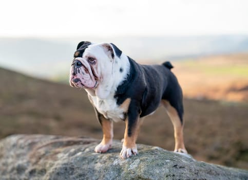 Black tri-color English British Bulldog Dog out for a walk looking up in the National Park Peak District on Autumn sunny day at sunset