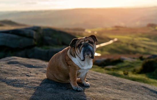 Red English British Bulldog Dog out for a walk looking up in the National Park Peak District on Autumn sunny day at sunset