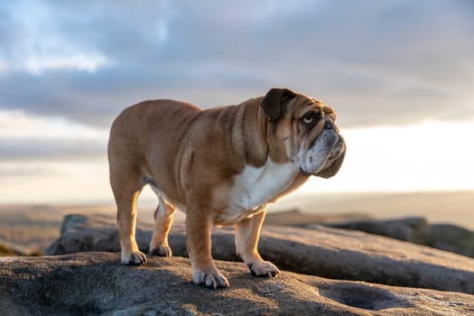 Red English British Bulldog Dog out for a walk looking up in the National Park Peak District on Autumn sunny day at sunset