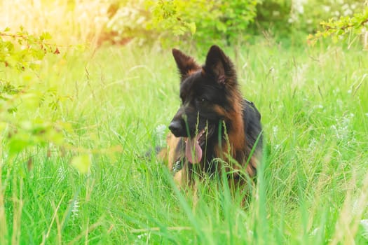 German shepherd dog in harness out for a walk lying, running, walking on the grass in sunny summer day