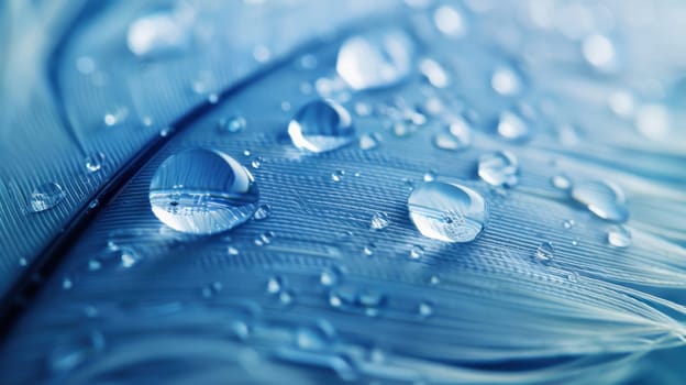 Drops of water on blue feathers. Transparent drops of rainwater on blue feathers.