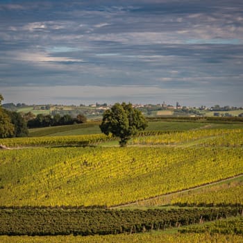 Sunset landscape bordeaux wineyard france, europe Nature. High quality photo
