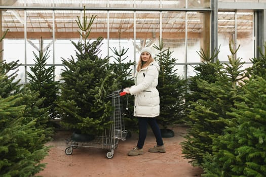 Woman carries a Christmas tree in a wheelbarrow in a store.