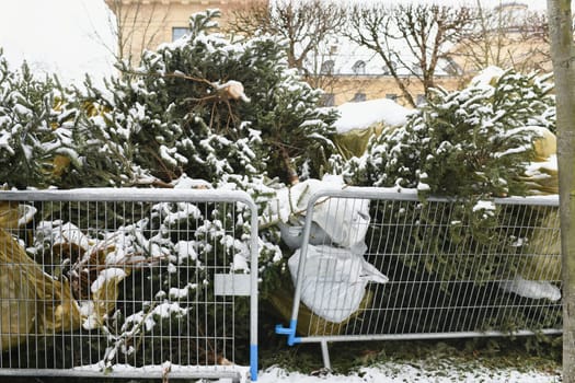 Used Christmas trees behind the fence