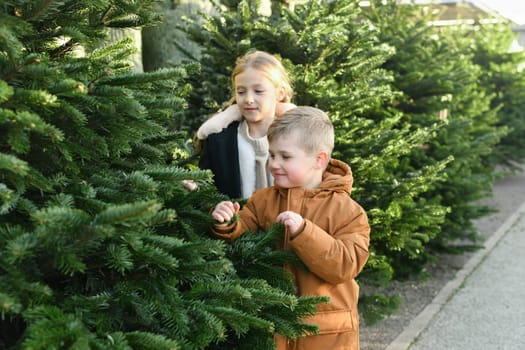 The sister and brother chooses a Christmas norman tree at a market