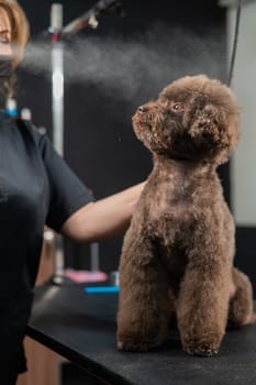 Woman combing a small dog with scissors in a grooming salon