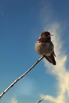 Capture the magic of an Anna Hummingbird (Calypte anna) in this vivid photograph taken in San Francisco. Known for their radiant, iridescent feathers and dynamic flight, this snapshot wonderfully showcases the bird's unique appeal. The hummingbird's enchanting beauty is highlighted against the backdrop of San Francisco bustling urban landscape.