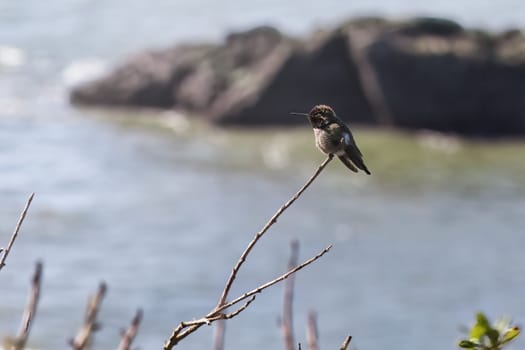 Capture the magic of an Anna Hummingbird (Calypte anna) in this vivid photograph taken in San Francisco. Known for their radiant, iridescent feathers and dynamic flight, this snapshot wonderfully showcases the bird's unique appeal. The hummingbird's enchanting beauty is highlighted against the backdrop of San Francisco bustling urban landscape.