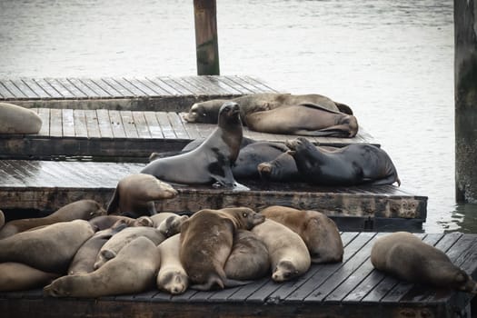 An intense moment caught on camera at a San Francisco pier, where two sea lions are engaged in a spirited altercation. Amidst the usually peaceful gathering of these marine creatures, this rare display of aggression captures the competitive side of sea lion behavior in their natural habitat