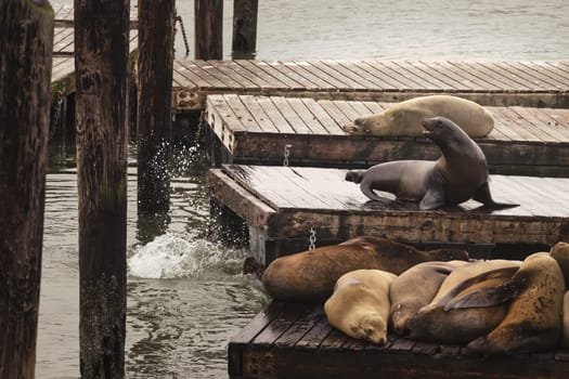 Experience the playful charm of California's coastal wildlife with this vibrant photograph of a sea lion sunning itself at San Francisco's iconic pier. The creature's relaxed demeanor against the bustling backdrop of the pier creates an endearing contrast, capturing the essence of San Francisco's rich maritime life.